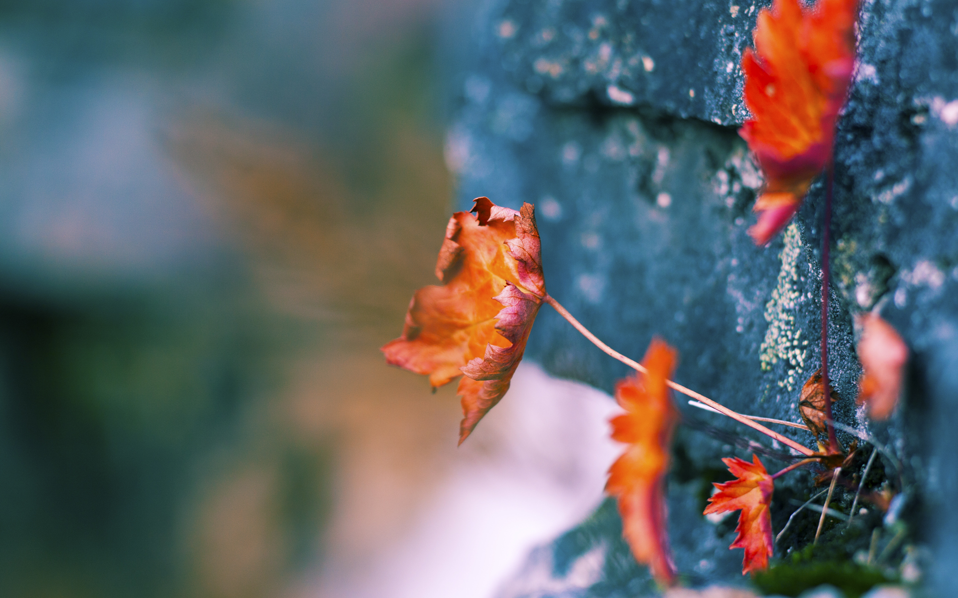 鹈鹕振翅魔术失灵，福克斯关键两分钟导演逆转好戏