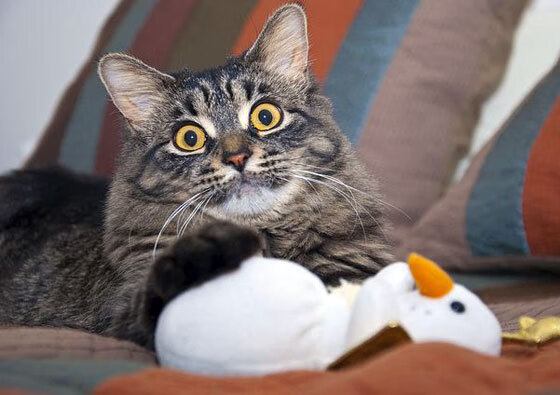 开云体育-胜利的两种面孔,从公牛的团队掌控到哈利伯顿的单骑决胜