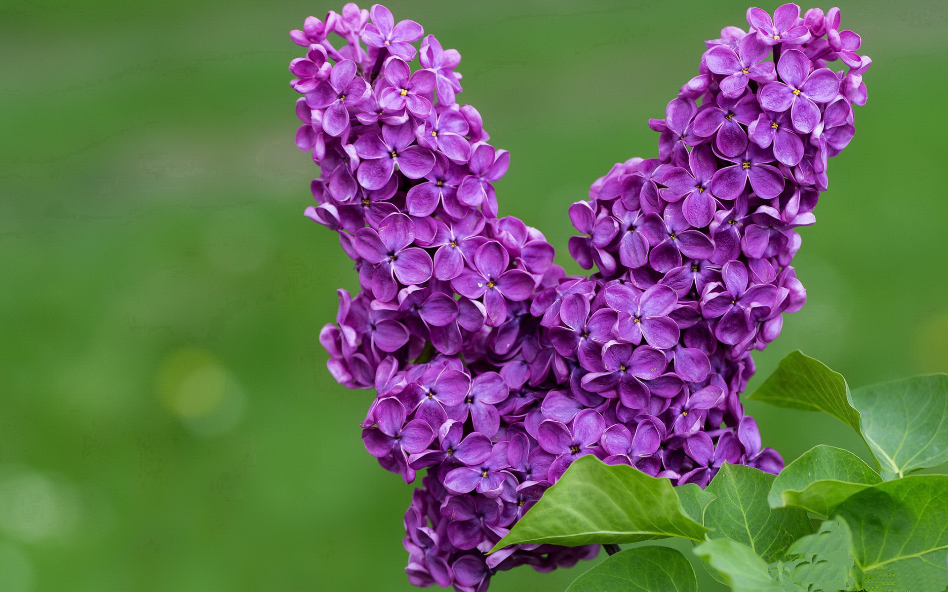 跨界唯一性,凯尔特人的铁壁防守与班凯罗的英超奇幻时刻