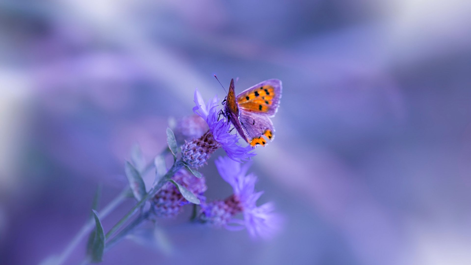 冷门的烈焰,寒流的回响,当摩洛哥的沙尘暴席卷卡塔尔,英格兰的贝林厄姆在远处若隐若现