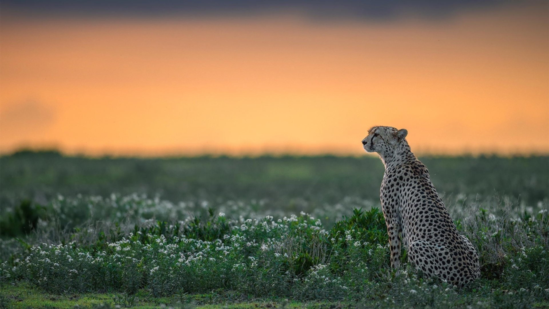 赛道与球场的交响,F1街道赛焦点战启示快船稳稳击败广东队