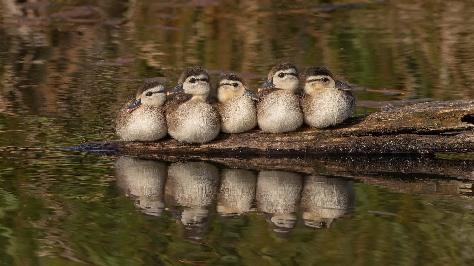 开云下载-从NBA季后赛的巨星时刻到欧洲足坛的国家金矿，国际米兰如何悄然收割阿尔及利亚天赋