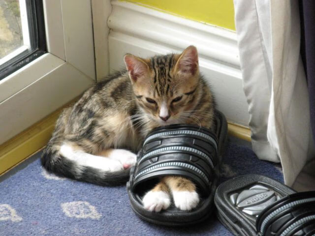 开云APP-压哨时刻的王者，牙买加与卡塞米罗，相隔万里的同一种心跳