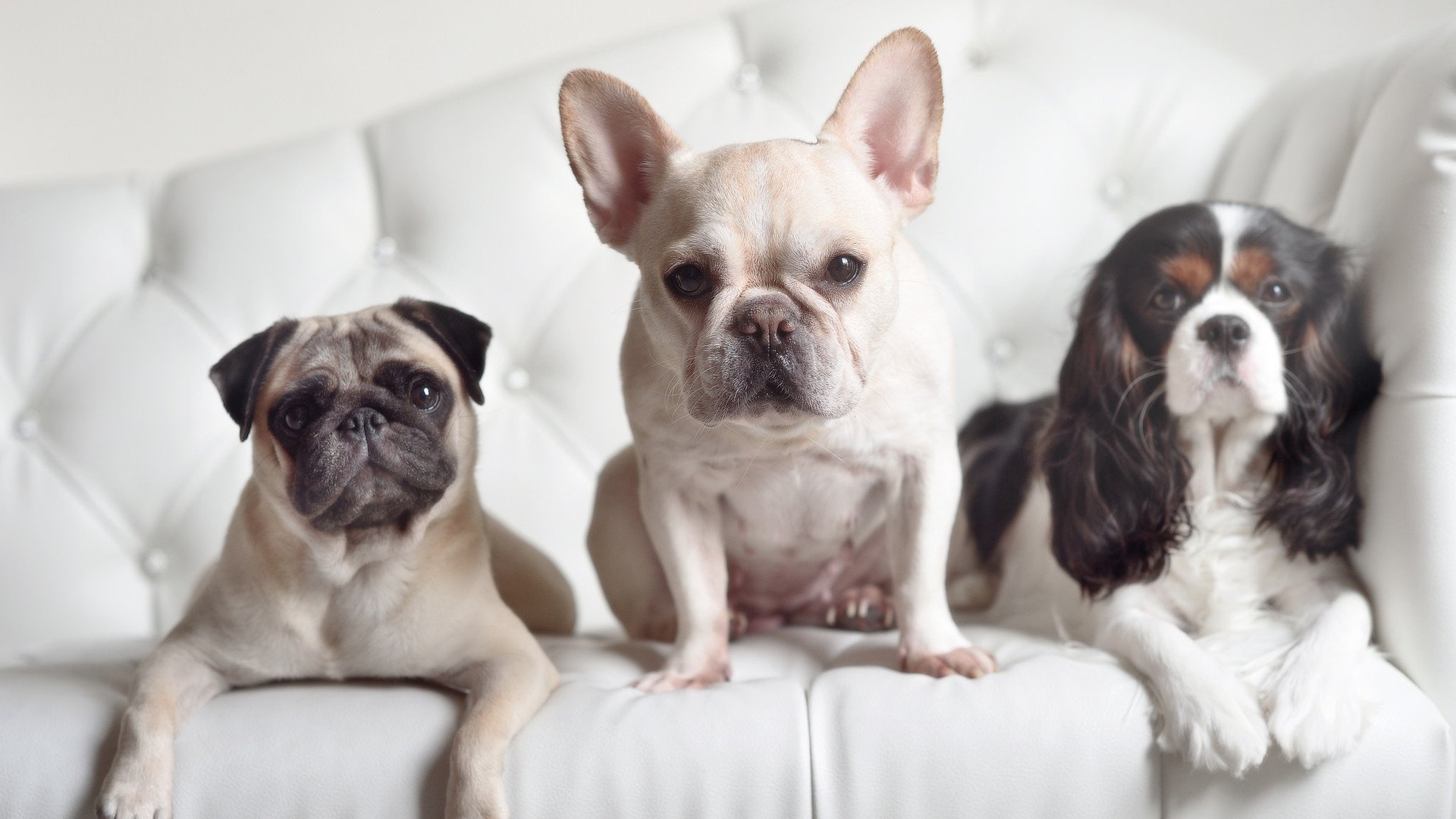 极速与热血的终极对决,当F1冠军战遇上辽宁逆袭湖人