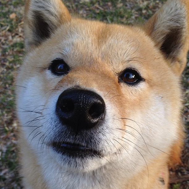 开云体育平台APP-当塞维利亚橙撞上巴西黄，一场不在场者的加冕