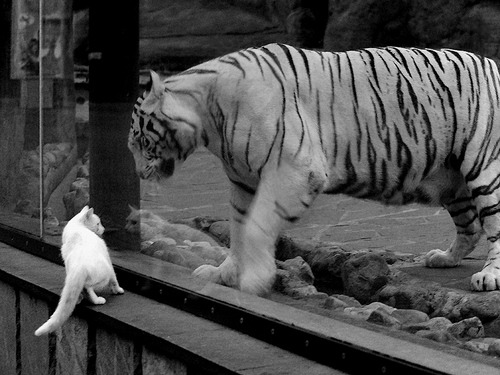 开云下载-跨界英雄，库里助阵新疆队，史上首次击败NBA猛龙