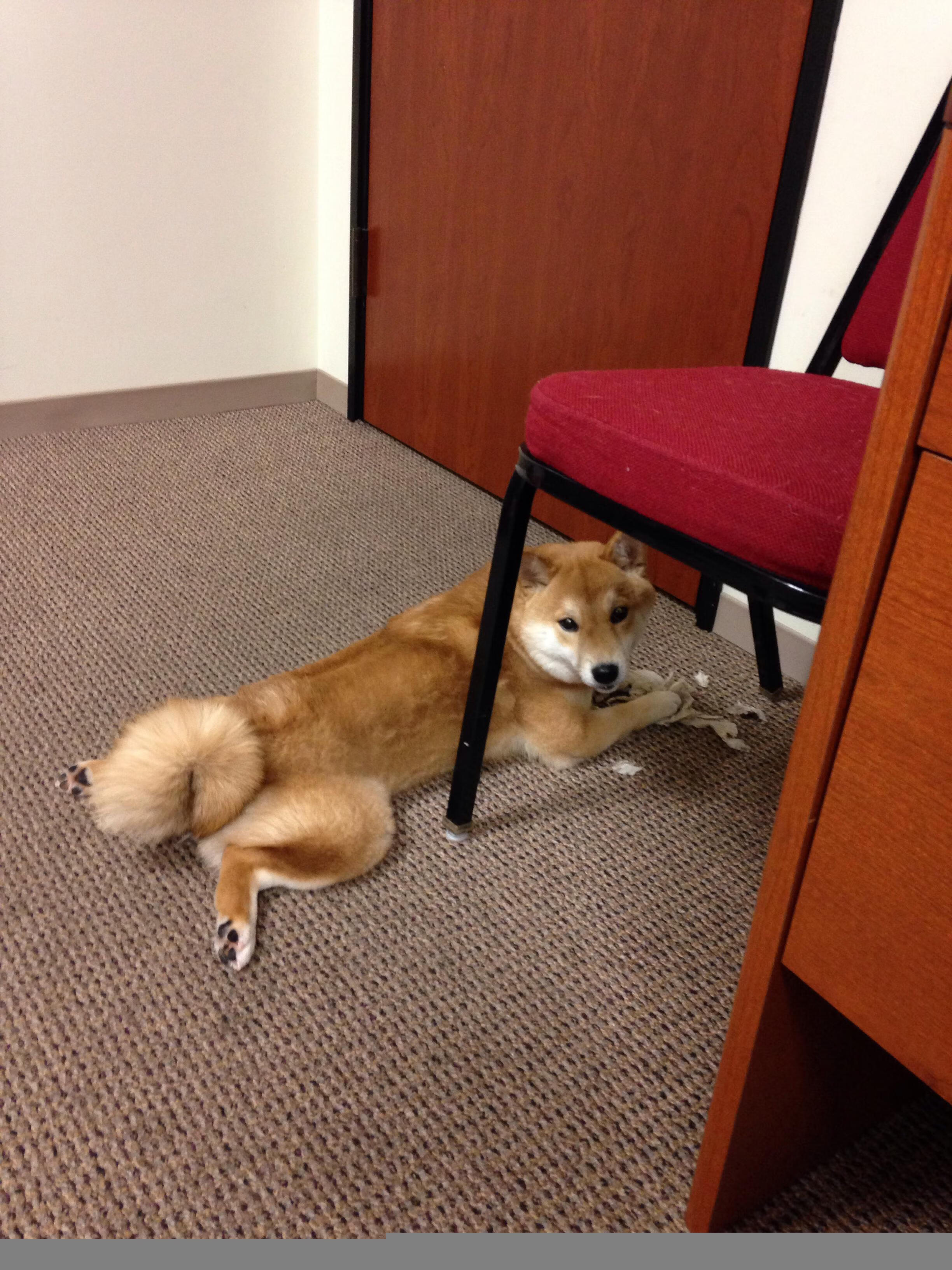 红魔旧梦与北欧惊雷，当比利时基因与哈兰德携手斩落曼联