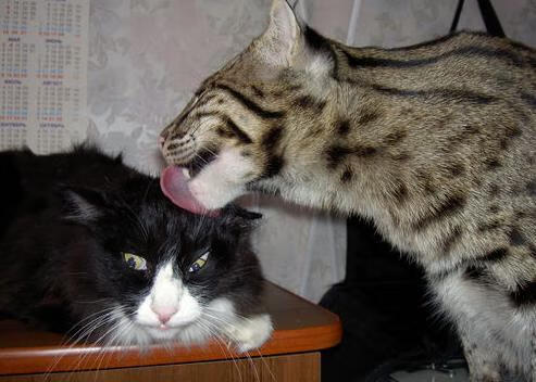 开云体育-双重震撼，楚阿梅尼一剑封喉，马赛绝地逆转国际米兰