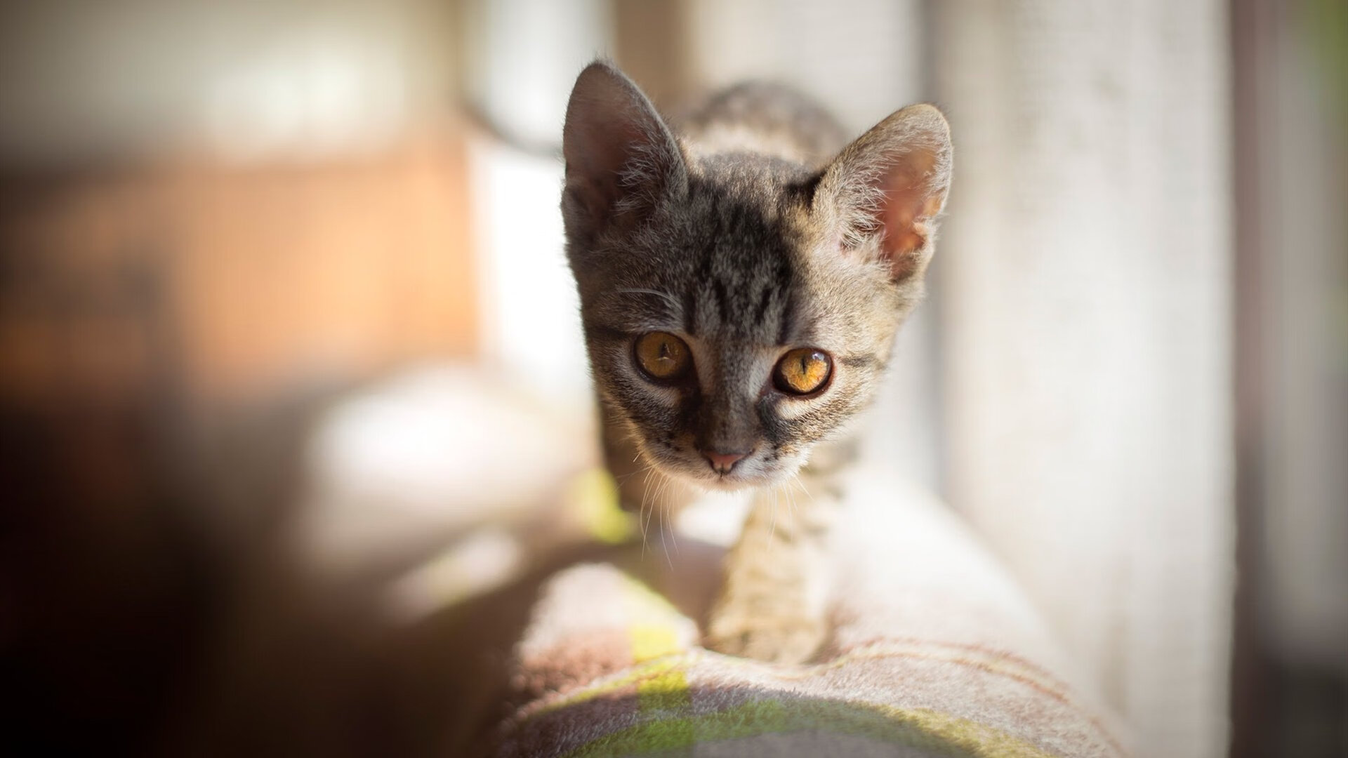 开云体育app-数据失灵之夜，当杜兰特的神迹撞上步行者的钢铁洪流