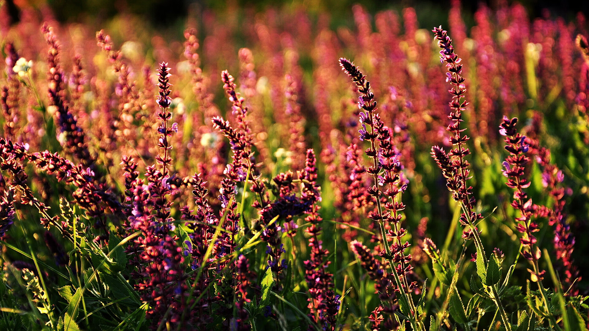 开云体育平台APP-指挥官的加冕,李刚仁以大师级表现,定义亚洲球员新纪元