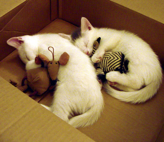 血与火的试炼,东决关键战中土耳其如何用强压将克罗地亚逼入绝境