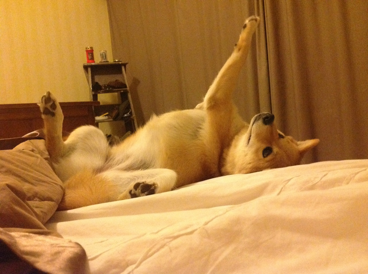 从NBA季后赛到国际博弈,委内瑞拉的挡拆战术如何稳稳锁定埃及