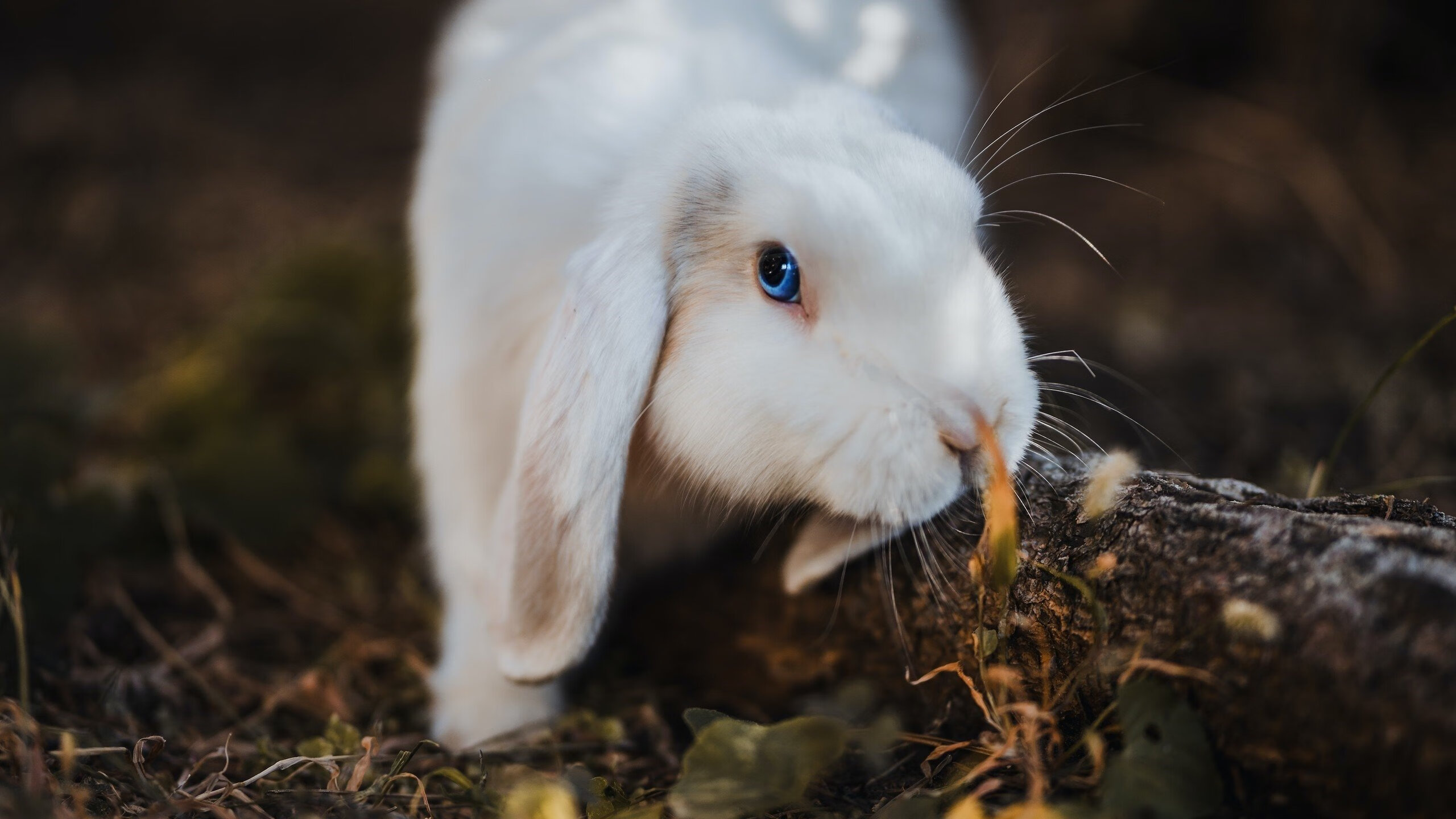 波斯铁骑与英伦魔法师，帕尔默如何改写亚洲足球史诗