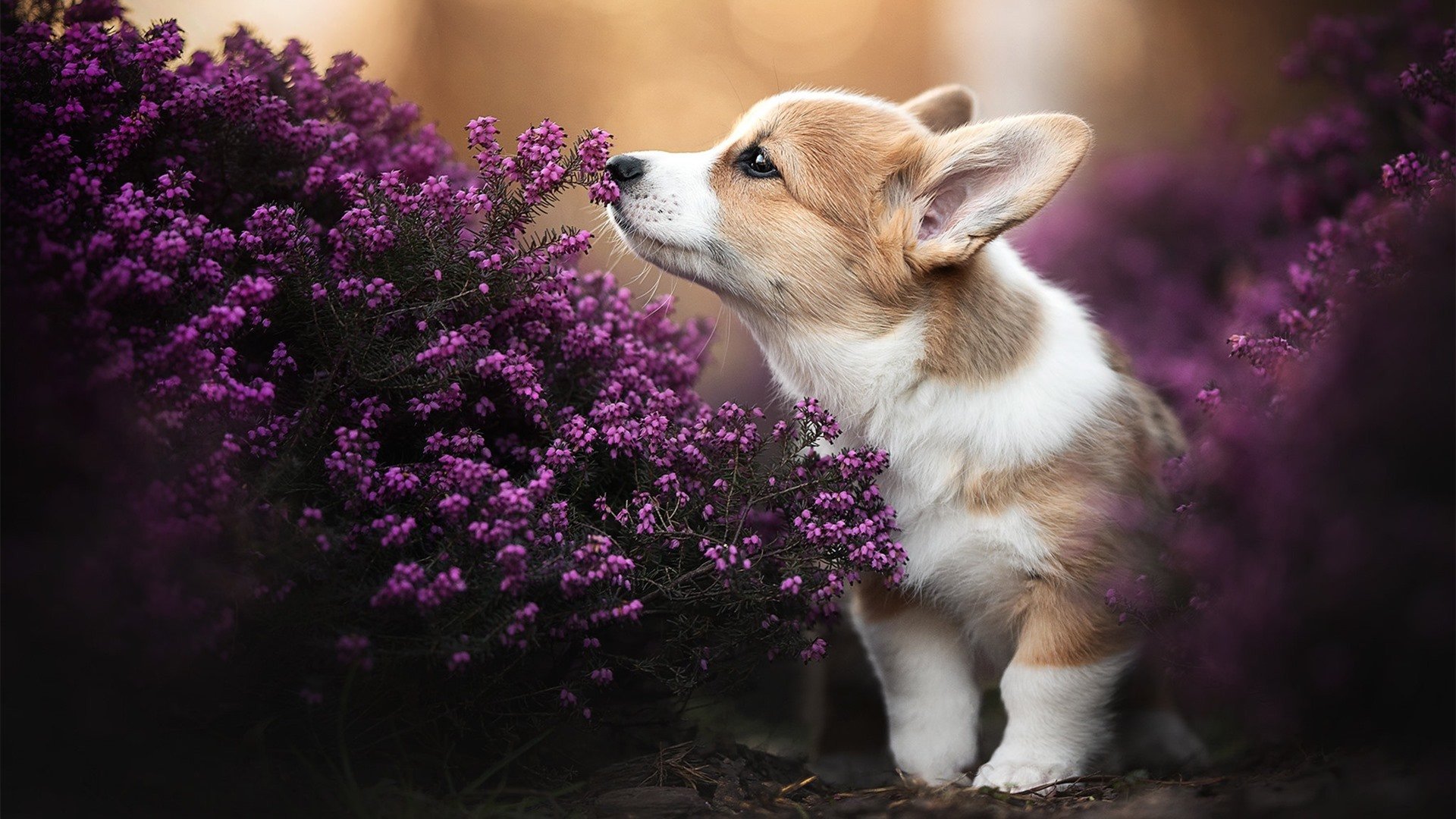 开云平台-一己之力掀翻银河战舰，奥斯梅恩让马竞在德比中稳稳拿下皇马