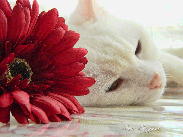 一己之力掀翻银河战舰，奥斯梅恩让马竞在德比中稳稳拿下皇马