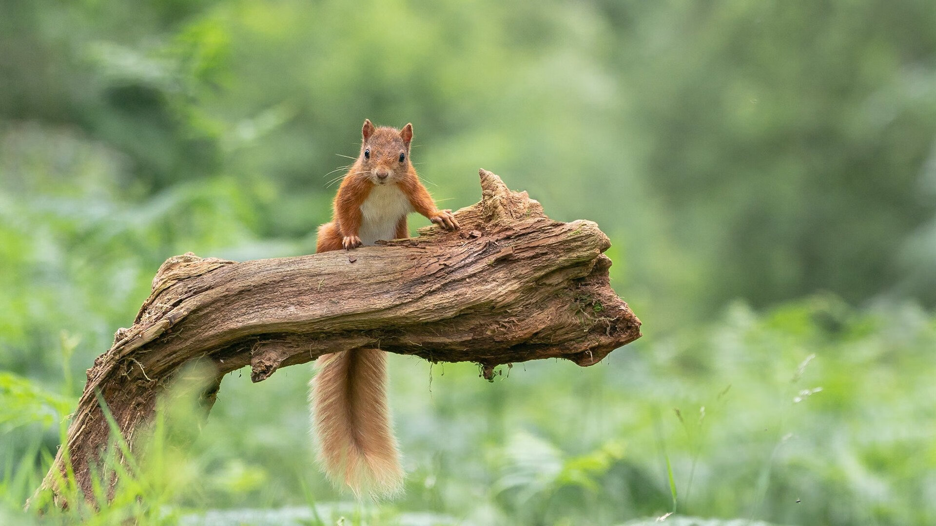 决胜局英雄！坎特破网改写历史，美国队客场带走马赛